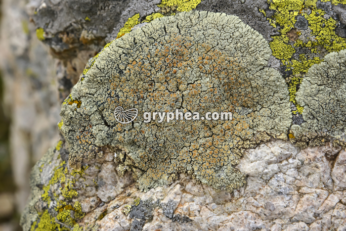 Lichen crustacé sur rocher avec apothécies (Protoparmeliopsis muralis)  - gryphea.com